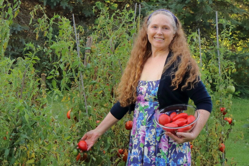 Judy picking tomatoes in the garden