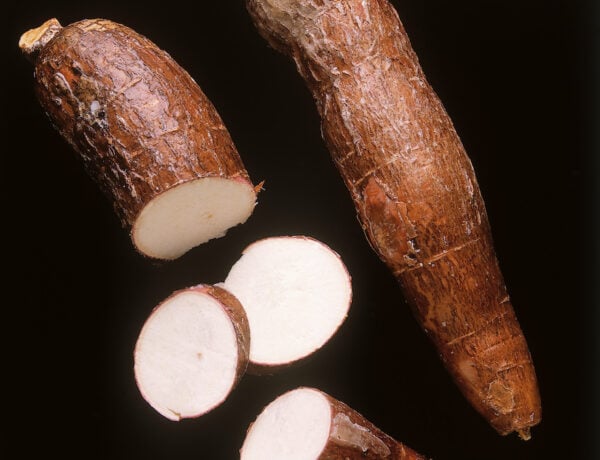 Arrangement of cassava roots against black background