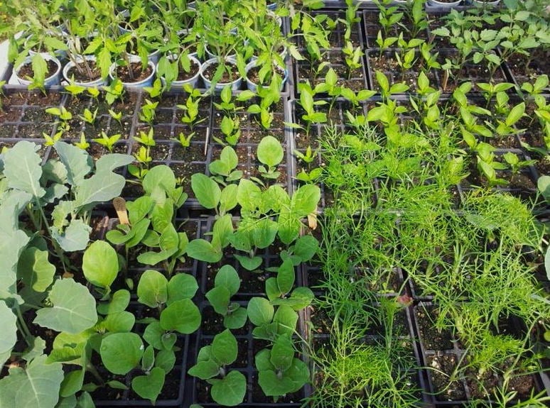 Variety of starter plants ready to plant in the garden