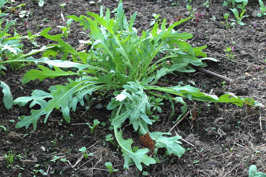 Arugula plant that reseeded in the greenhouse
