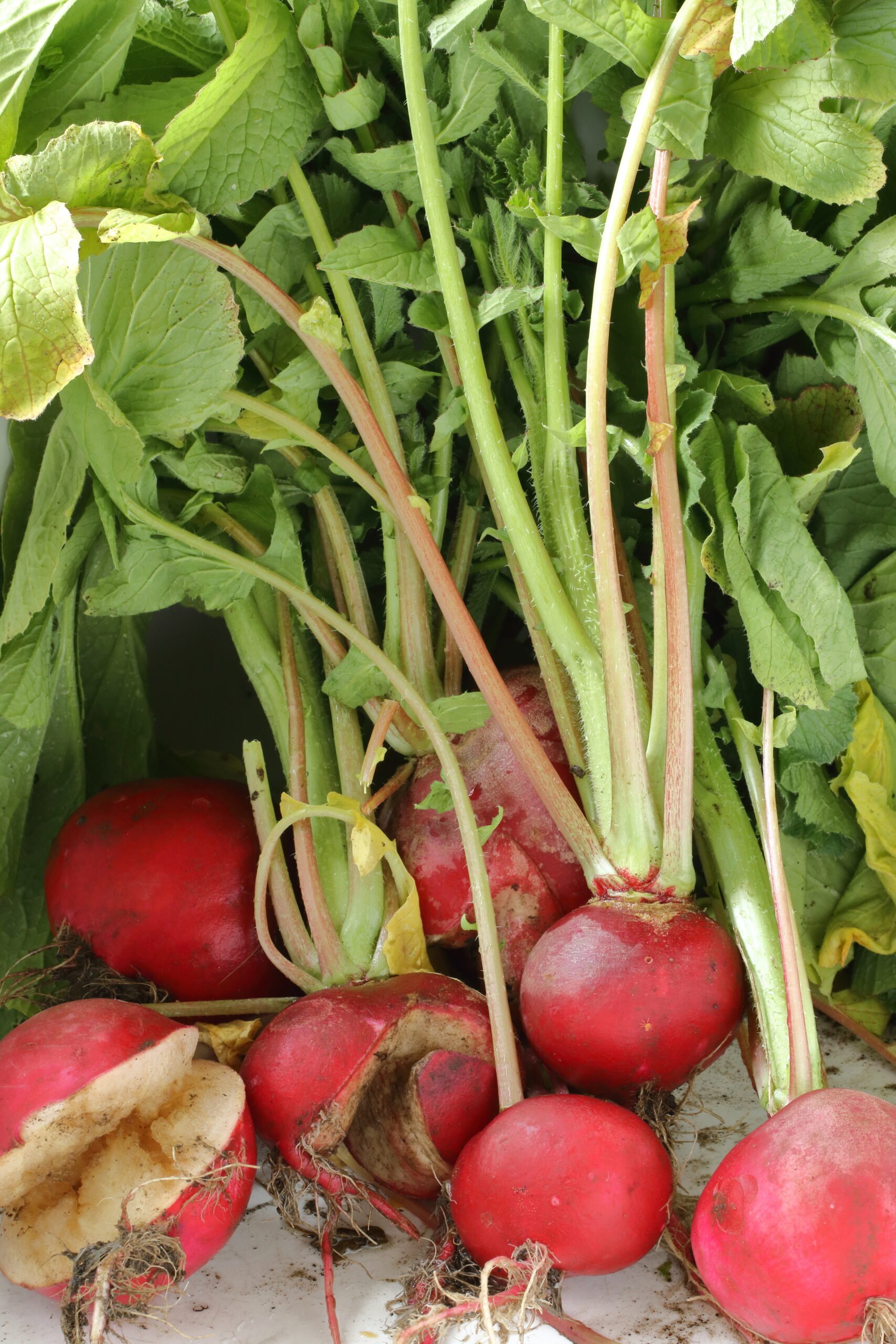 Fresh picked older radishes that grew in the greenhouse for a month