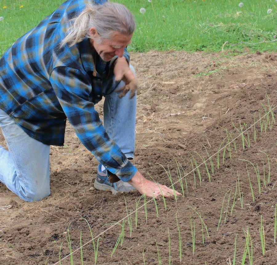 Jamie planting onion seedlings in the garden.