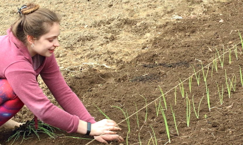 Judy's daughter Laura planting onions seedlings in the garden