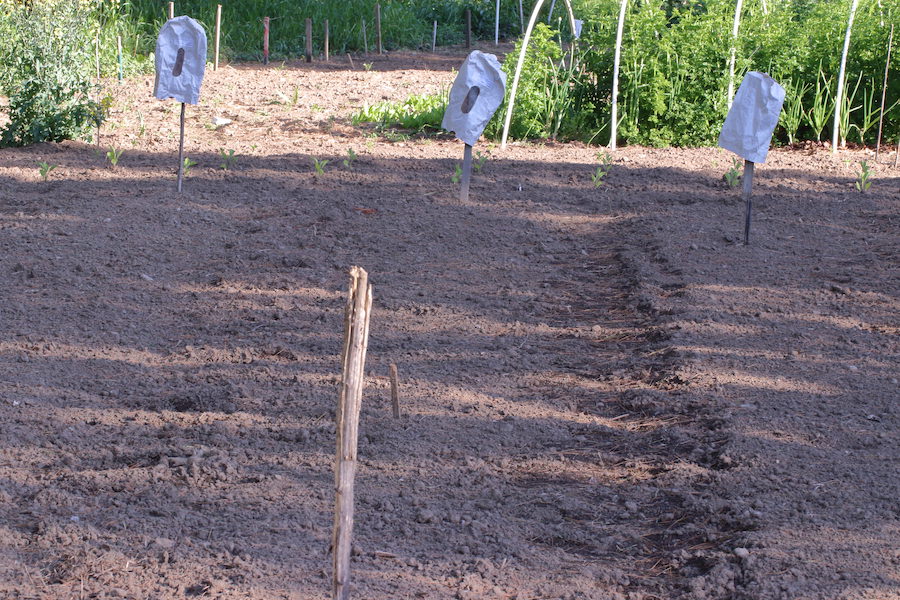 Freshly planted rows of potatoes in the foreground. A patch of full grown parsley to the right and miscellaneous seedlings and seeds planted in the rear