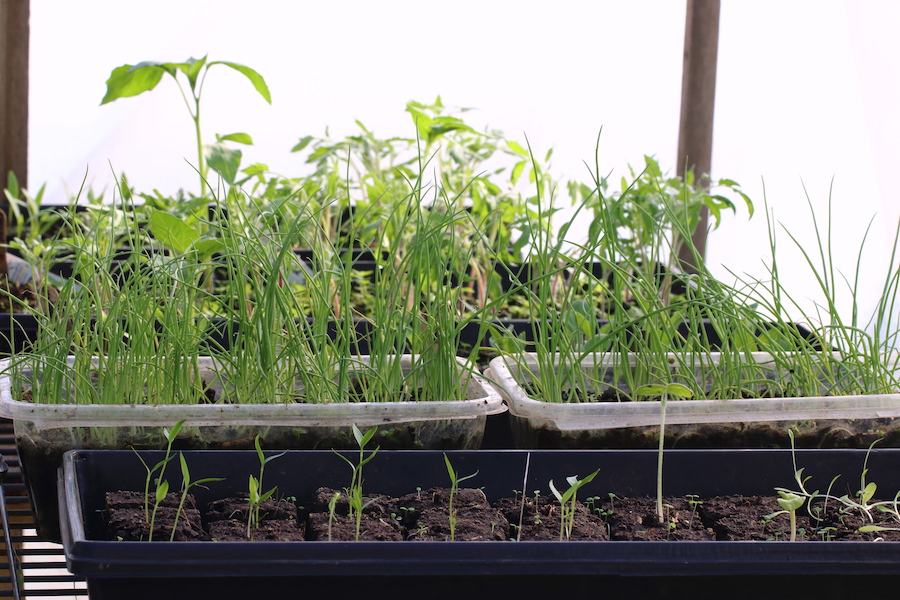 Tomato, onion, and pepper seedlings growing in containers in greenhouse