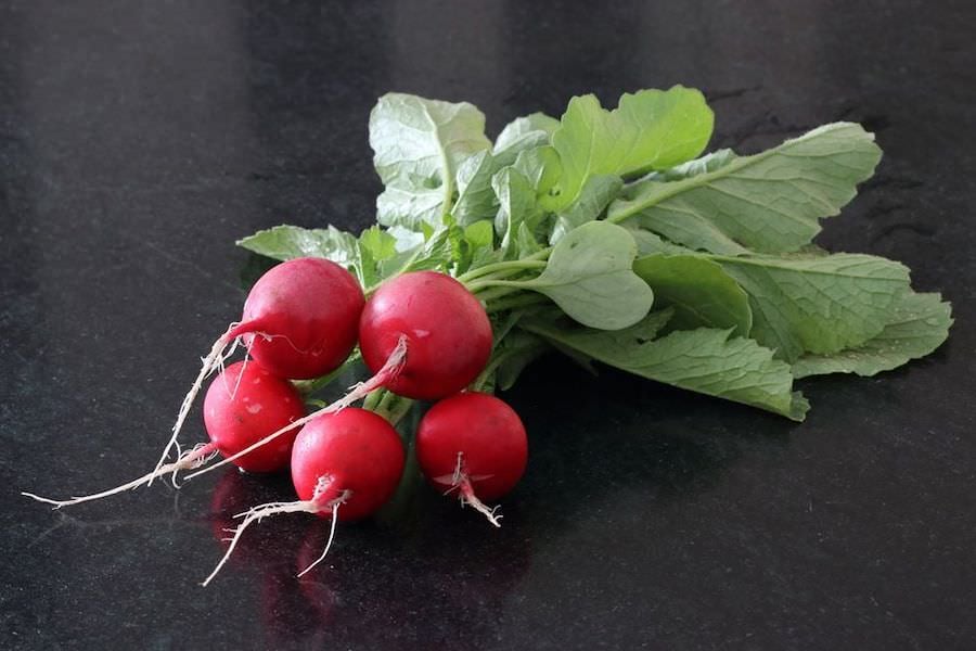 A bunch of five young spring radishes from the greenhouse