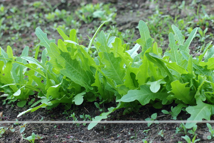 Here is an oak-shaped, semi-crisp leaf lettuce called Italienischer, one of our family favorites.