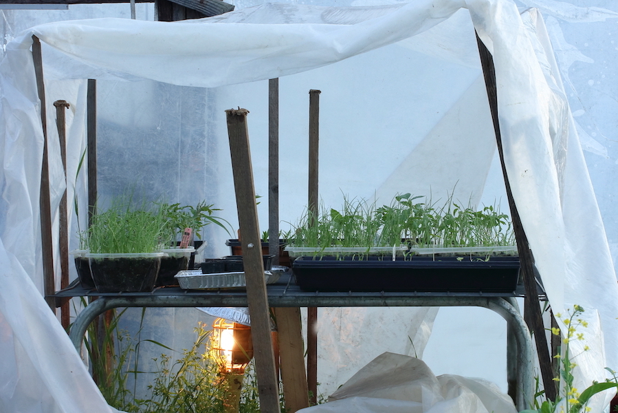 Seedlings growing under plastic within a greenhouse with a light underneath the trays for warmth