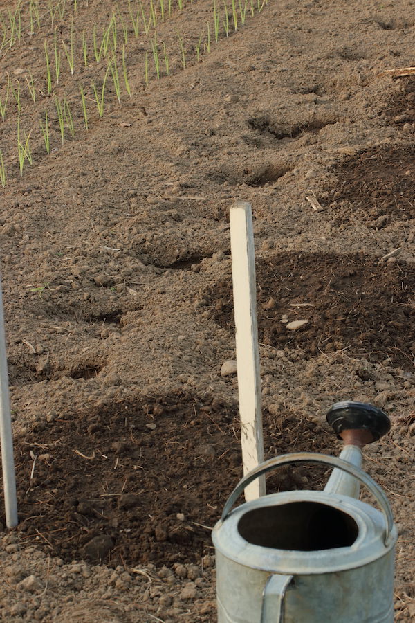 In the foreground of this photo there is a watering can and a row of freshly planted and watered sunflowers. In the rear there is a row of onion seedlings planted in the garden.