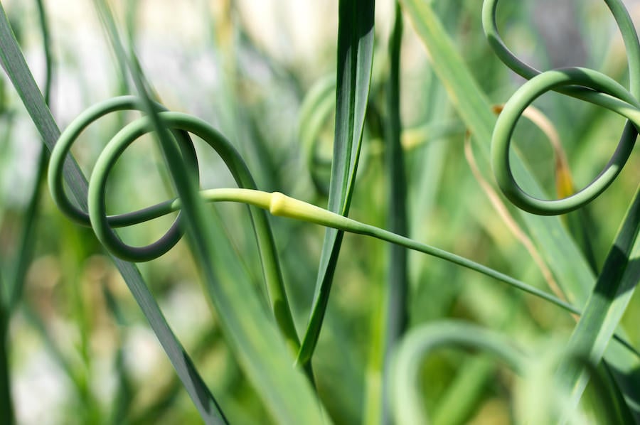 Garlic scapes growing in the garden