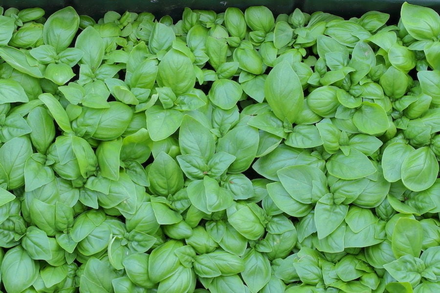 Young basil growing in Earth Boxes