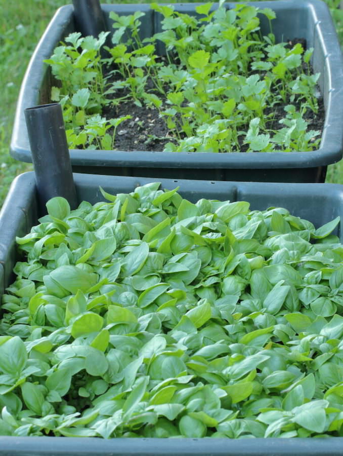 Earth Boxes planted with basil and cilantro