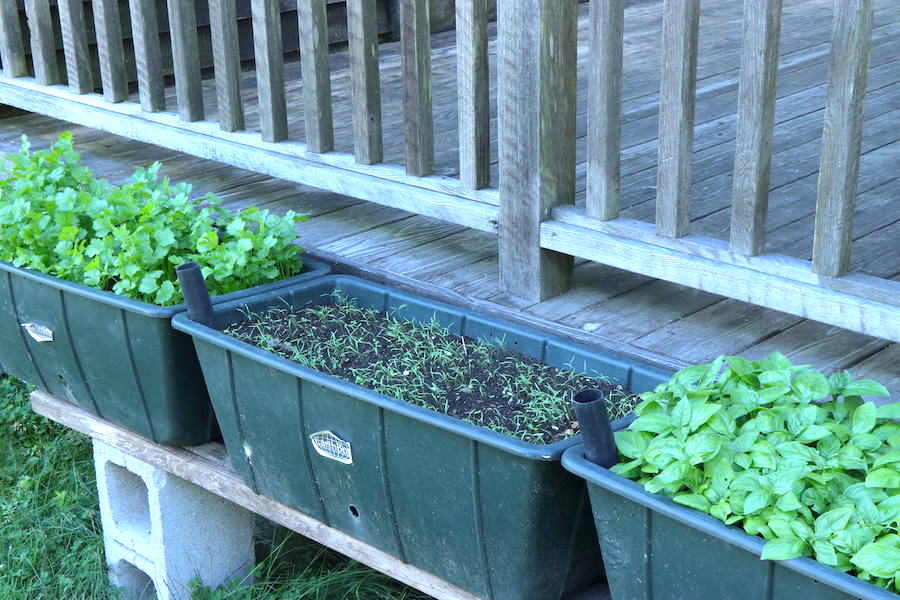 Three containers of herbs: cilantro, dill, basil