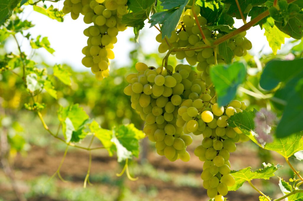 White grapes hanging from grape vines