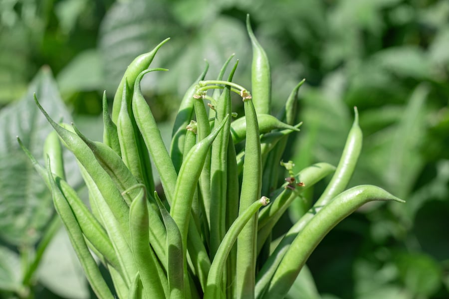 Harvesting fresh garden green beans