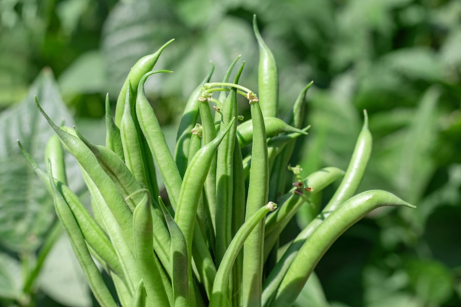 field green bean plants