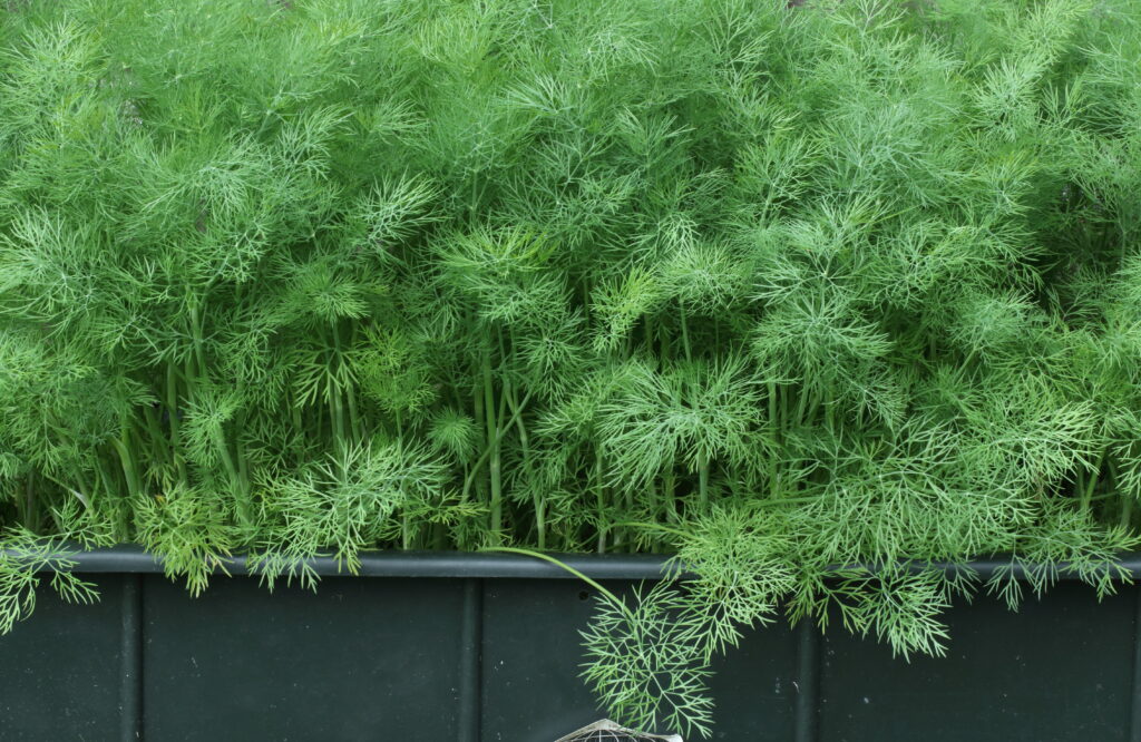 Dill growing abundantly in an Earth Box container