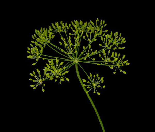 An artsy photo of a dill head against a black background