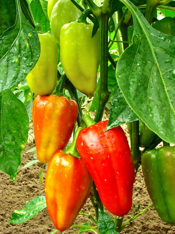 Sweet red peppers of varying colors (ripeness) growing on a vine