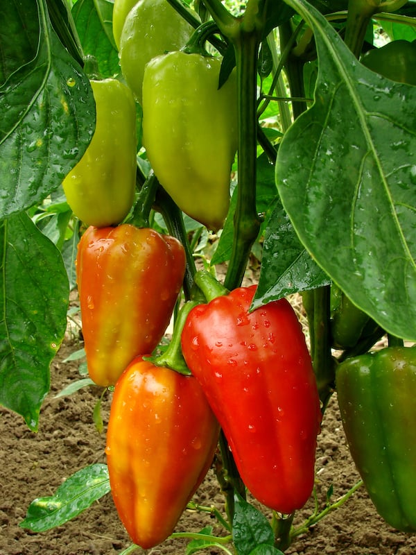How to Make Paprika A Life Well Planted