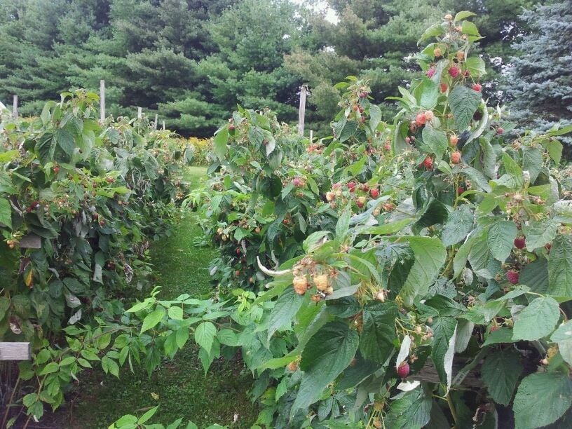 View of the DeLorenzo's raspberry garden