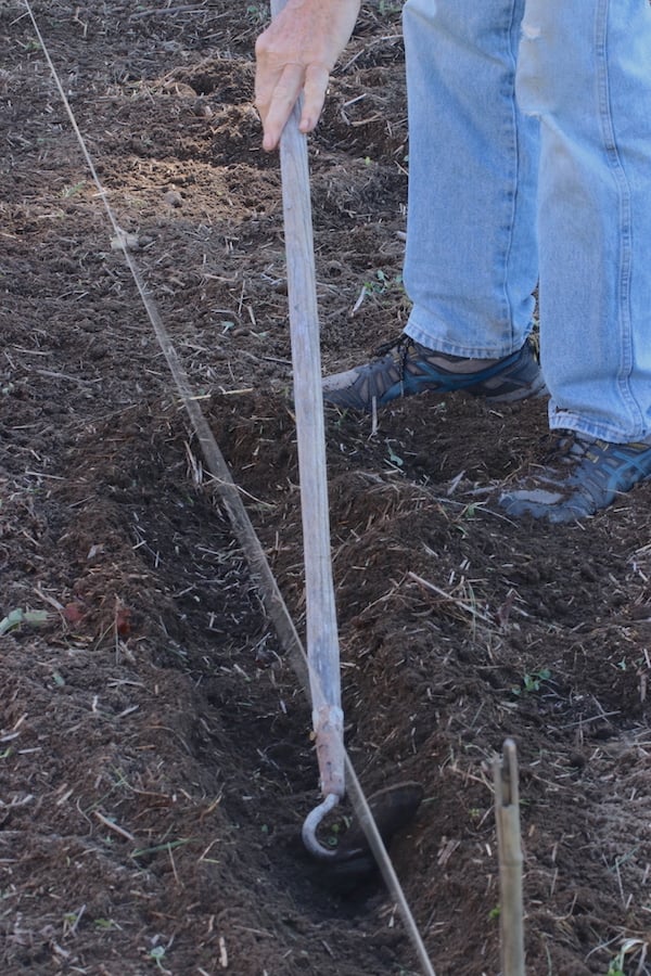 Jamie using a hoe to dig a trough for planting the garlic cloves