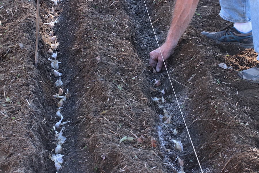 Jamie planting garlic in the fall