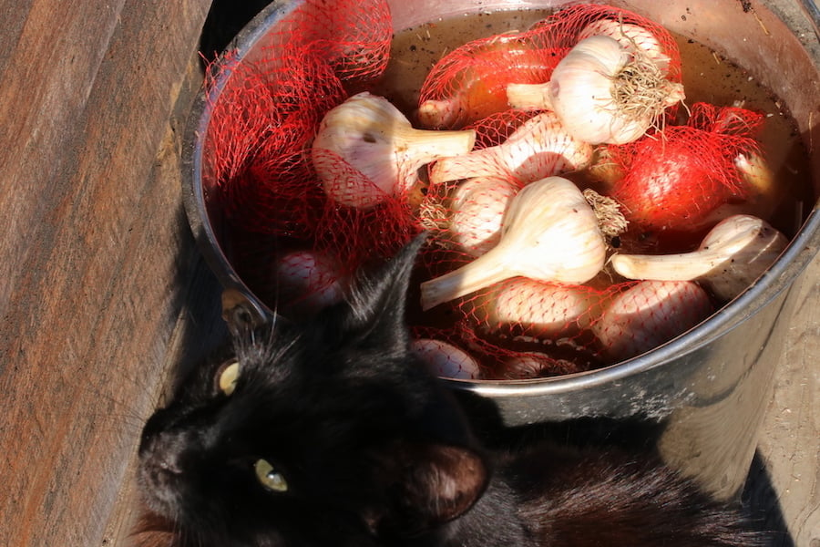 Starter garlic bulbs soaking in a stainless steel bucker of fish emulsion mixture; our cat is in the foreground