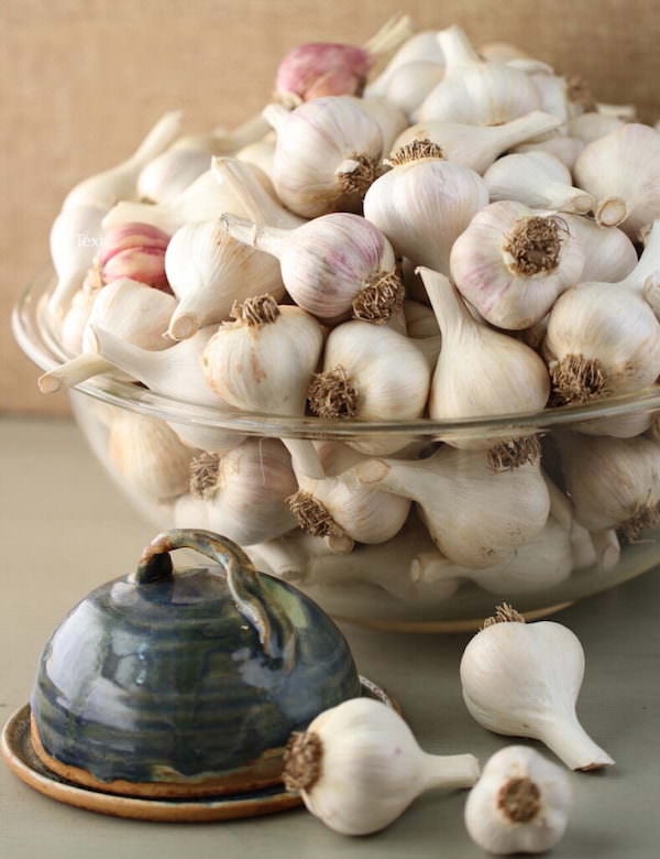 Large clear glass bowl of garlic bulbs