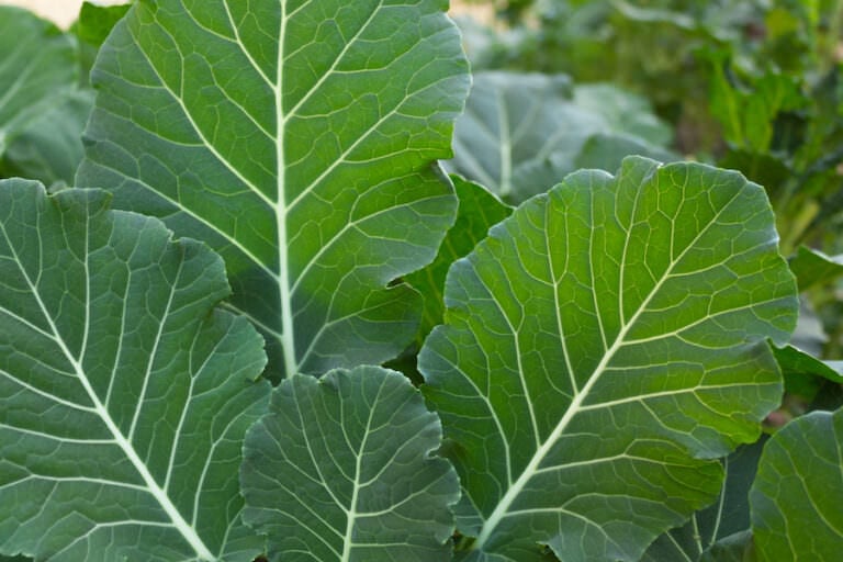 Collard Greens growing in the garden