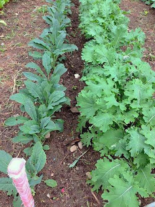 A row of lacinato kale and a row of white Russian kale growing side-by-side