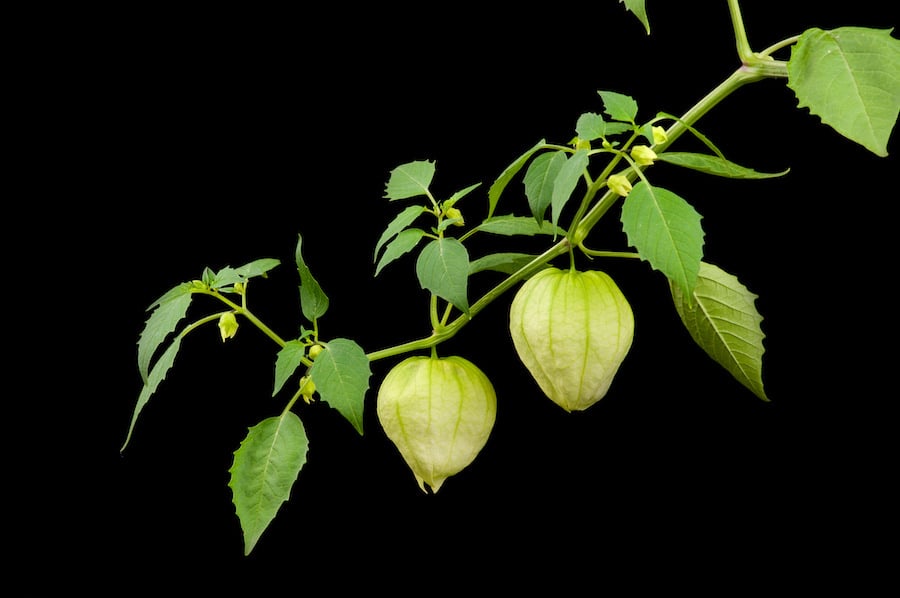 An artistic photo of a vine with two tomatillos against a black background