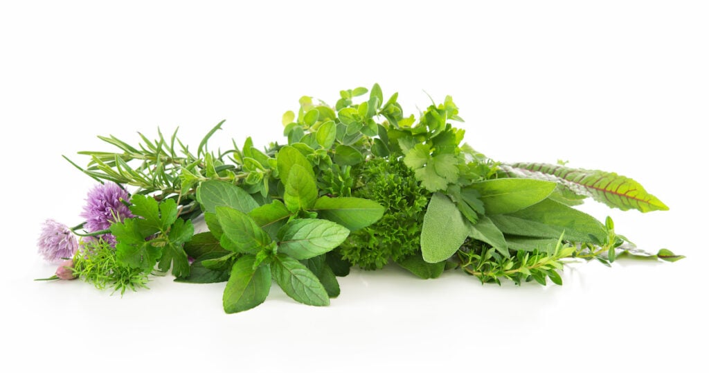 Various herbs displayed on plain background