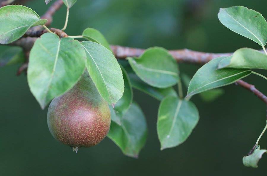 Red bartlett pear on tree
