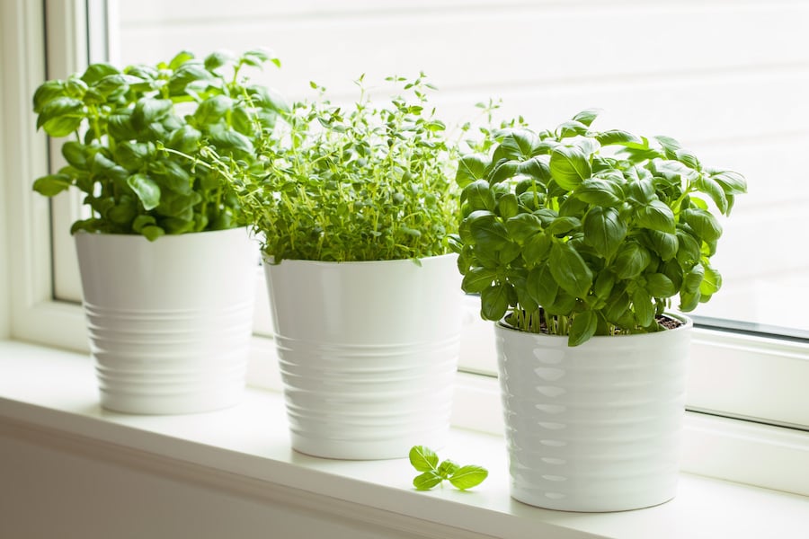 Fresh basil and thyme growing in pots on a windowsill