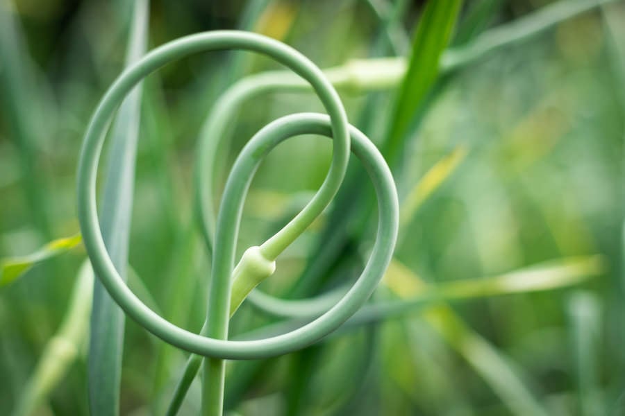 Garlic scapes growing in the garden