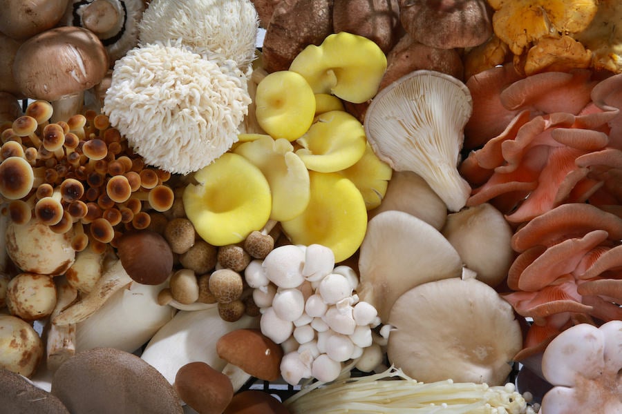 Display of a variety of edible mushrooms