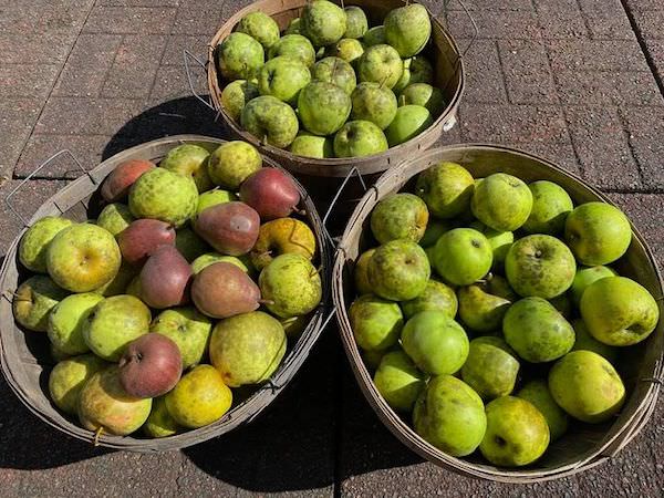 Three half bushels of apples