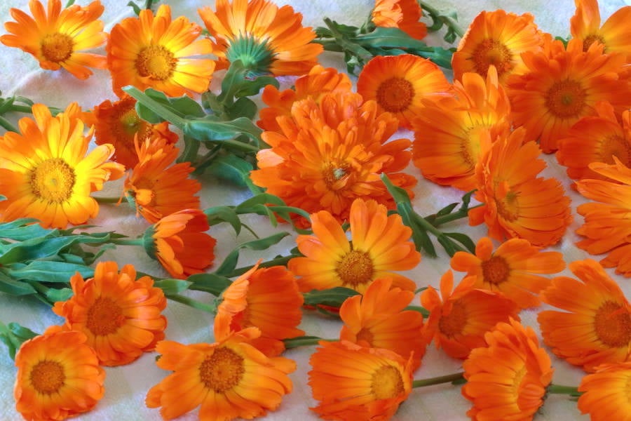 Washed calendula blossoms and stems/leaves drying on a towel