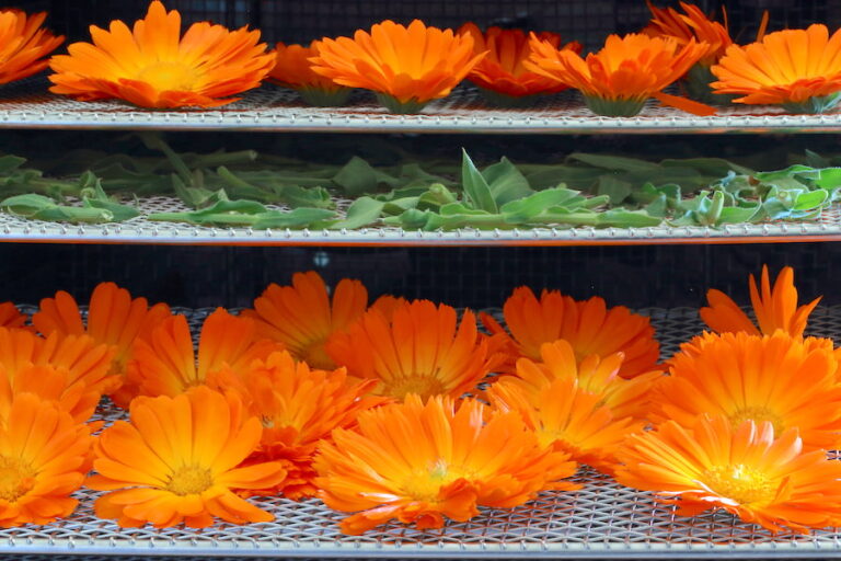 Drying Calendula Two Methods A Life Well Planted