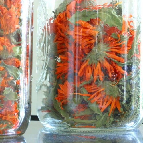 Calendula - Drying, Storing and Use — Five Finger Farms