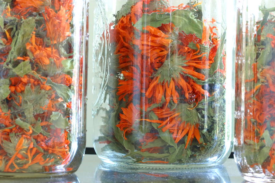 Dried calendula blossoms and leaves in three mason jars