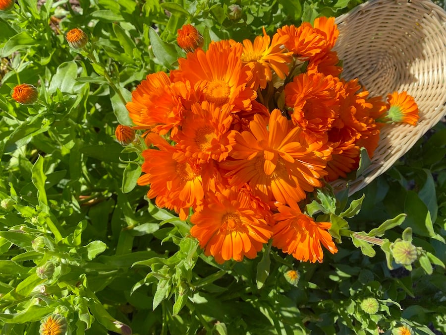 Calendula blossoms in a small basket with calendula garden in rear