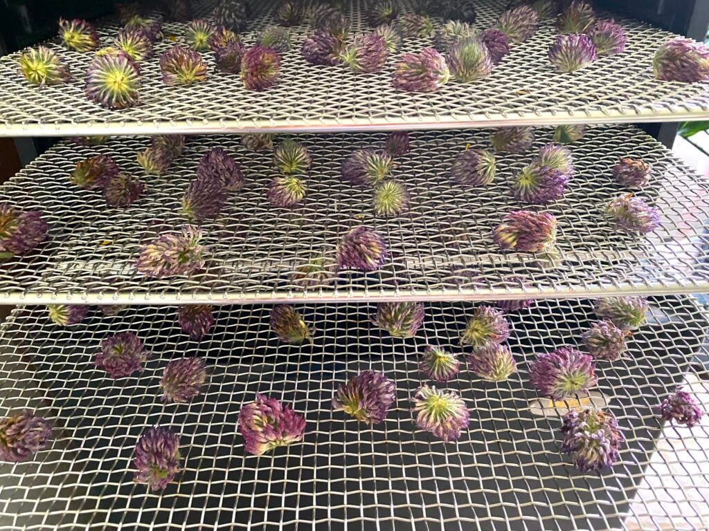 Dehydrating red clover