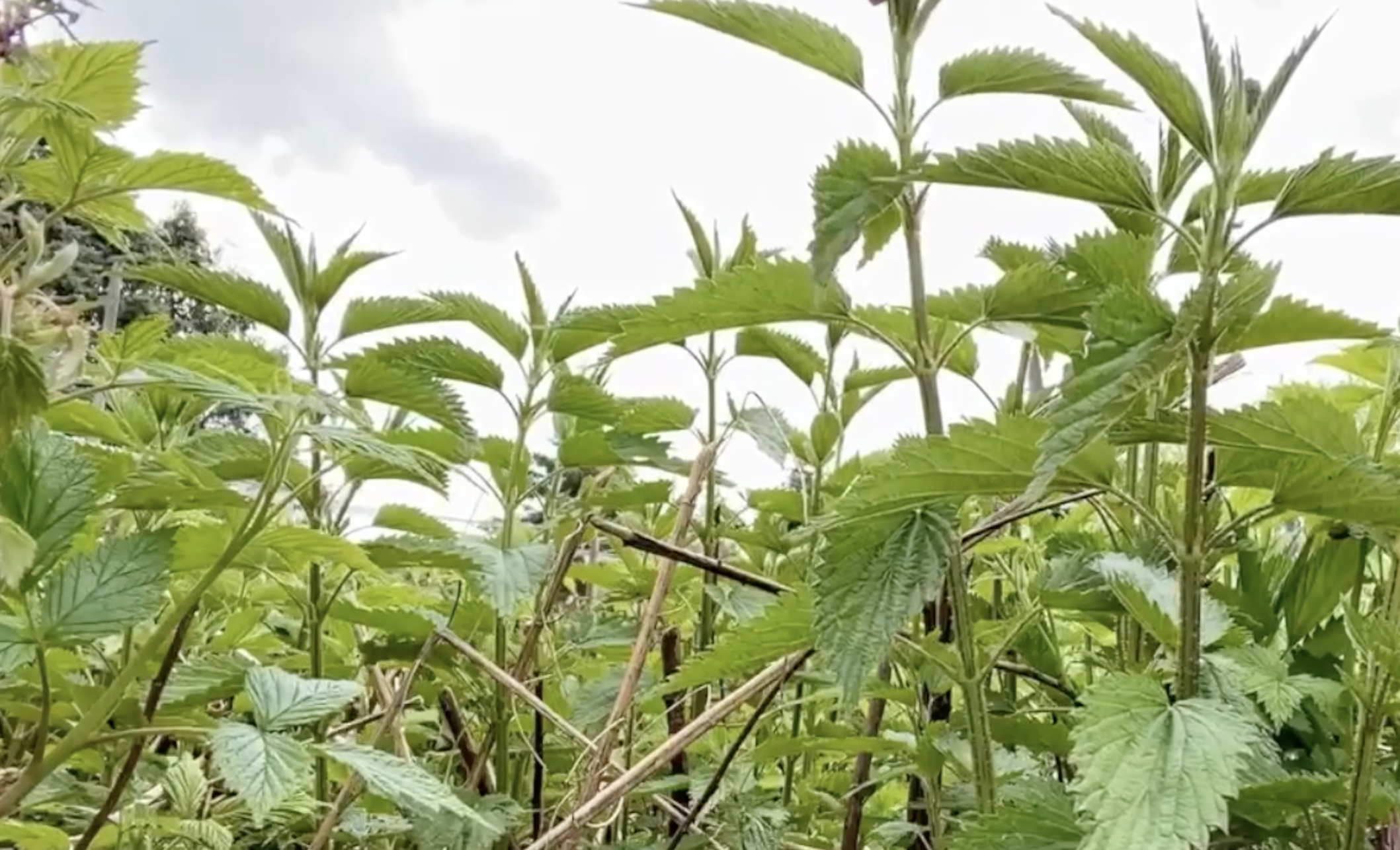 Patch of Stinging Nettles ready to harvest