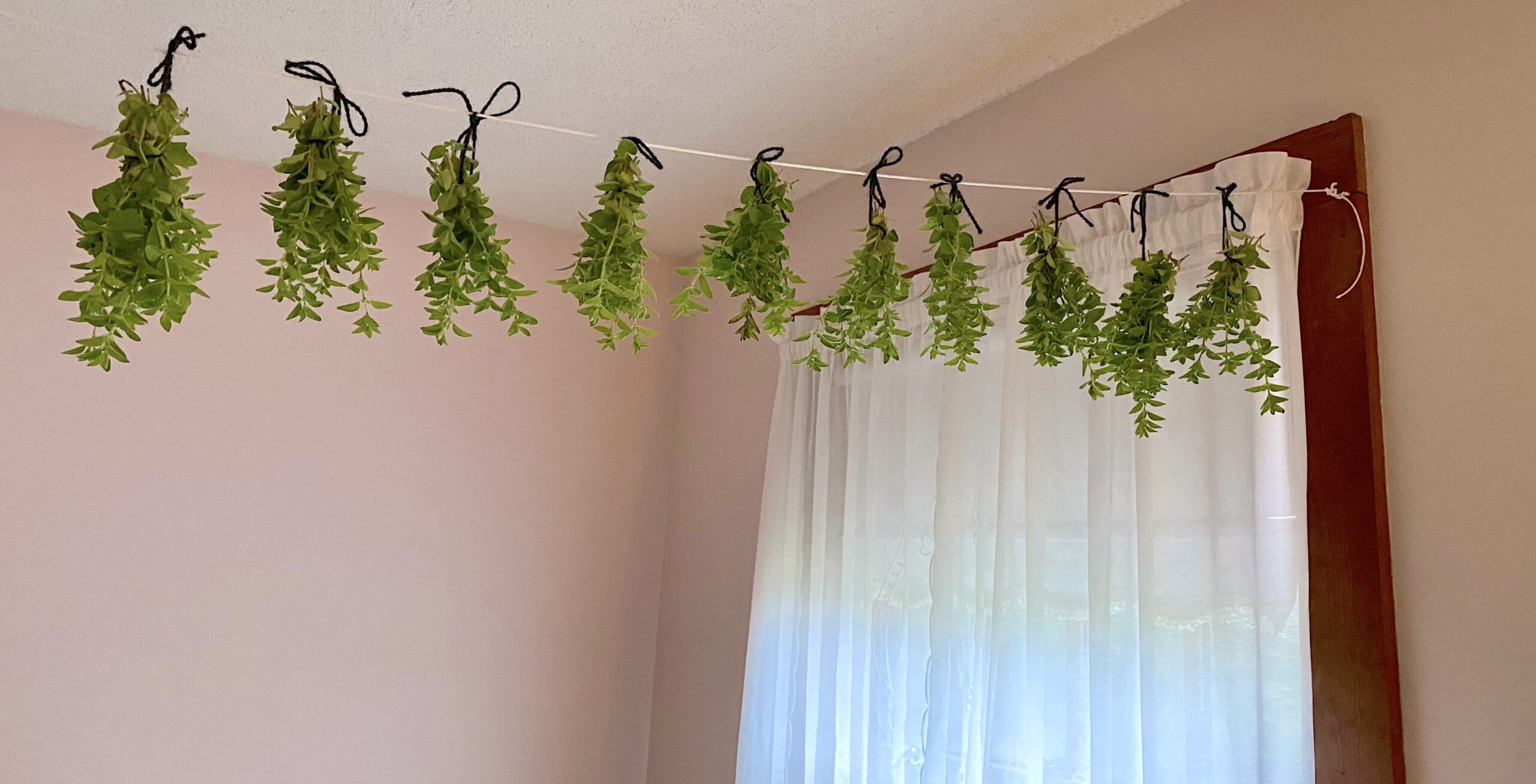 Oregano hanging and drying on an herb line