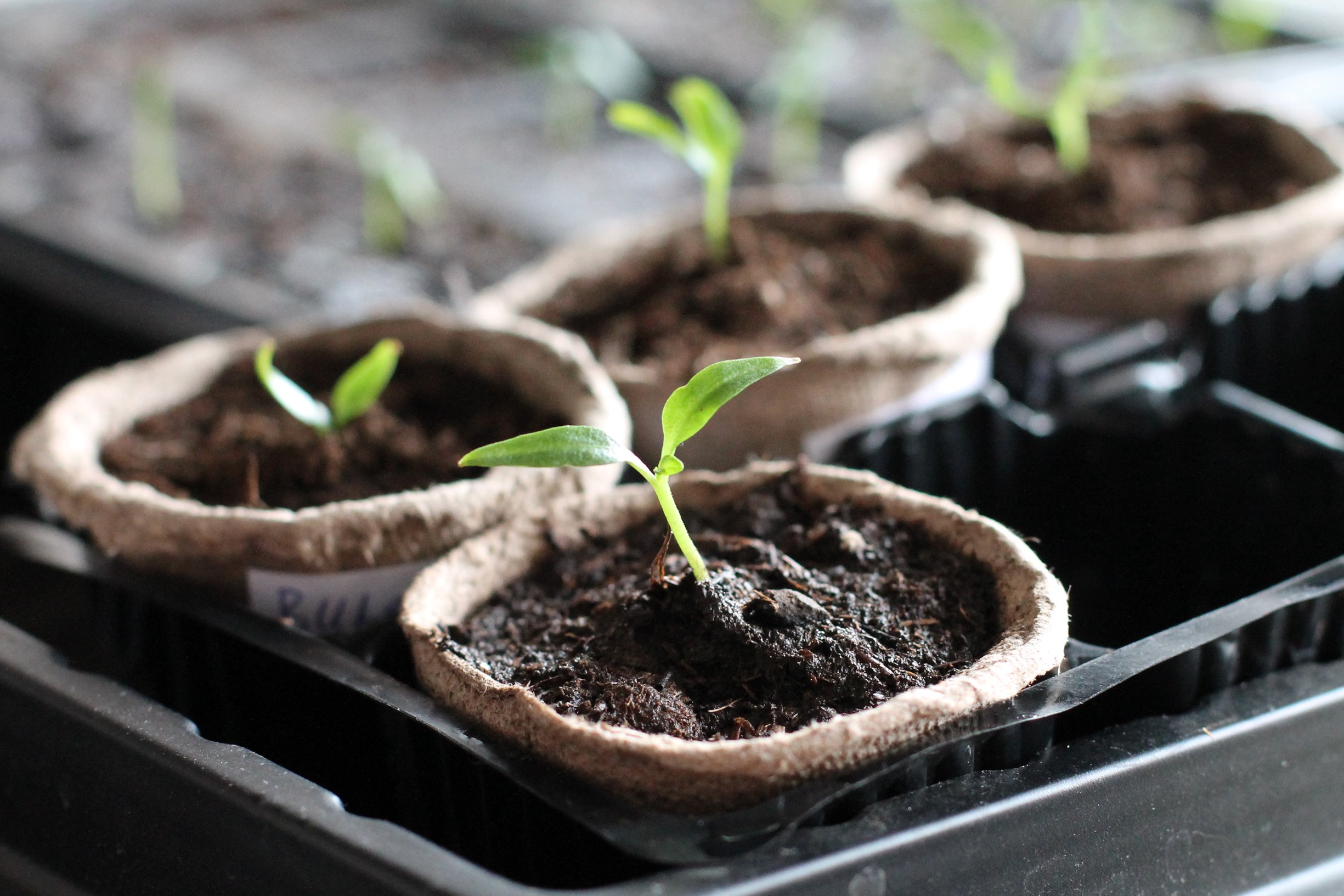 Seedlings growing in peet pots