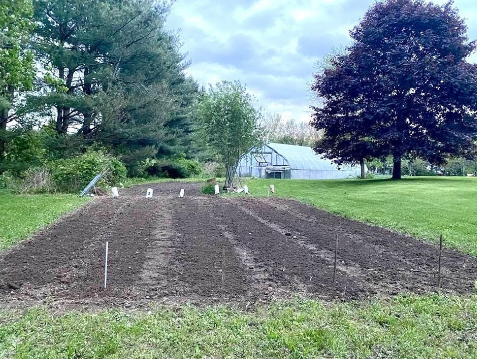 Photo of Jamie's potato garden