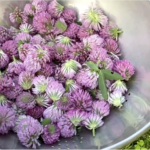 Fresh picked red clover in straining basket