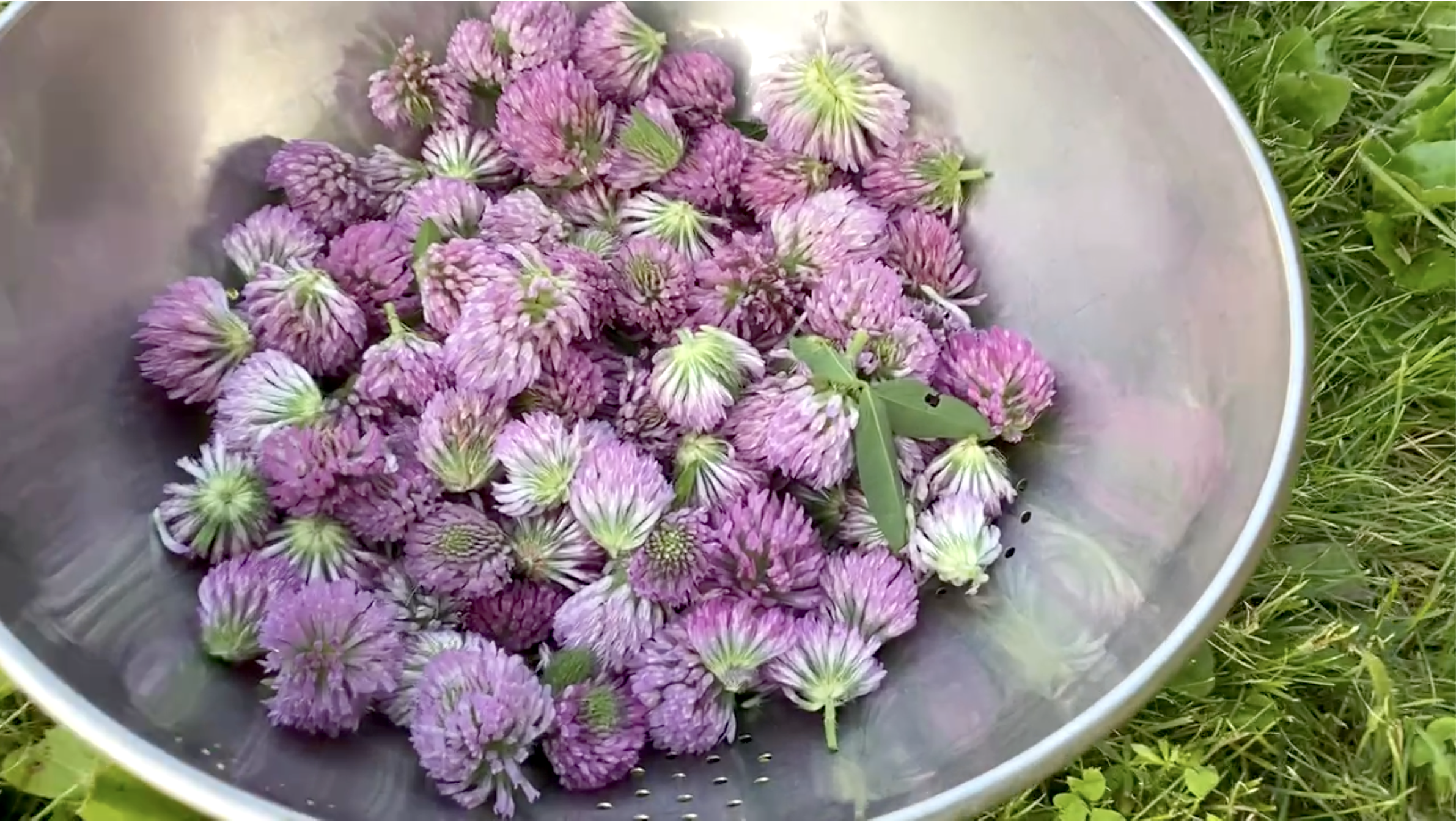 Fresh picked red clover in straining basket